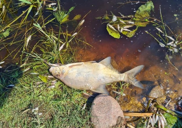 Trwa dotlenianie rzeki Supraśl. Czy przyducha ma wpływ na jakość wody w kranach?