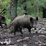 Dzikie zwierzęta w Białymstoku. Jak uniknąć wizyty dzika?