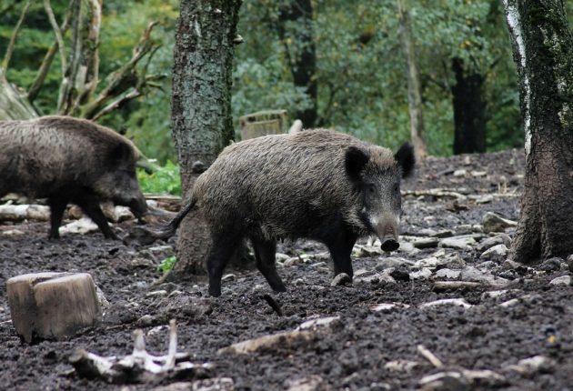 Dzikie zwierzęta w Białymstoku. Jak uniknąć wizyty dzika?
