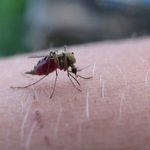 Jak pozbyć się komarów? Naturalne i domowe sposoby