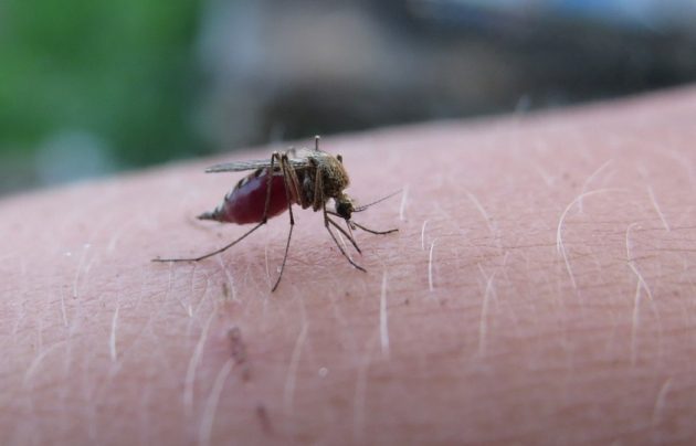 Jak pozbyć się komarów? Naturalne i domowe sposoby