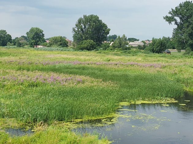 Trochę pochmurno, ale ciepło. W piątek temepratura sięgnie nawet 20°C