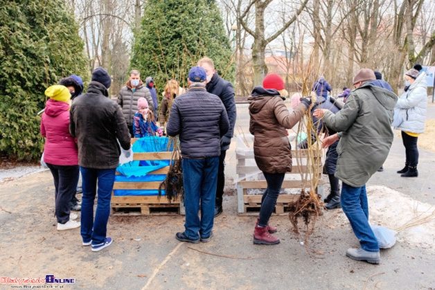 Miasto będzie rozdawać drzewka. Do odebrania 9 tys. sadzonek