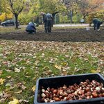 Posadzono 12 tys. czerwonych tulipanów. W szczytnym celu