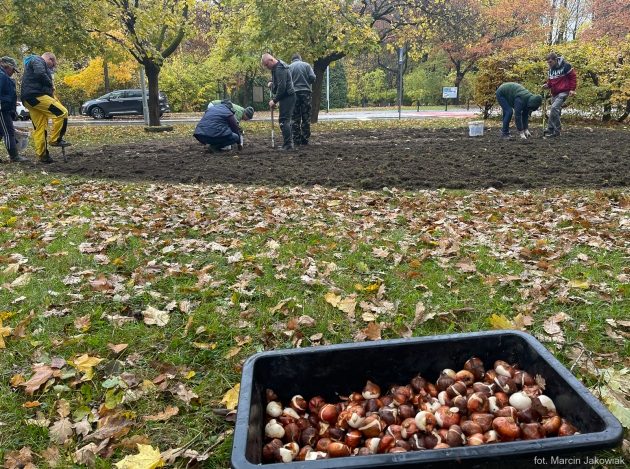 Posadzono 12 tys. czerwonych tulipanów. W szczytnym celu