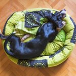 Legowiska dla psów ze schroniska. Rusza akcja "Nowe życie starych rzeczy"