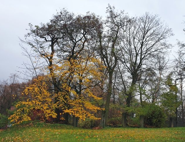 Półmetek tygodnia. Odczuwalna temperatura będzie dwukrotnie niższa