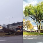 Wióry poleciały! Rzeź drzew koło dworca kolejowego