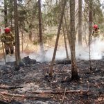Migranci rozpalili ognisko w rezerwacie przyrody