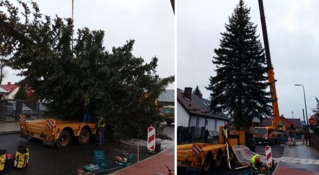 Prosto z wasilkowskiego ogródka. Świąteczny świerk przyjechał na Rynek Kościuszki