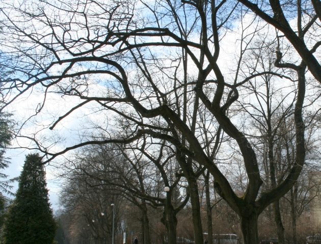 Mokry wtorek. Razem ze śniegiem będzie padać deszcz