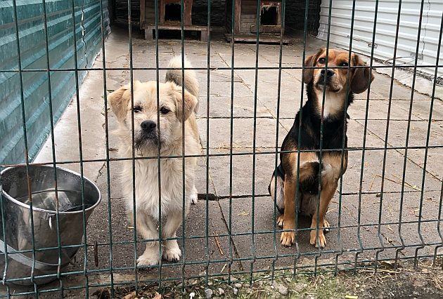 Pies to nie prezent. Schronisko wstrzymuje adopcje szczeniaków