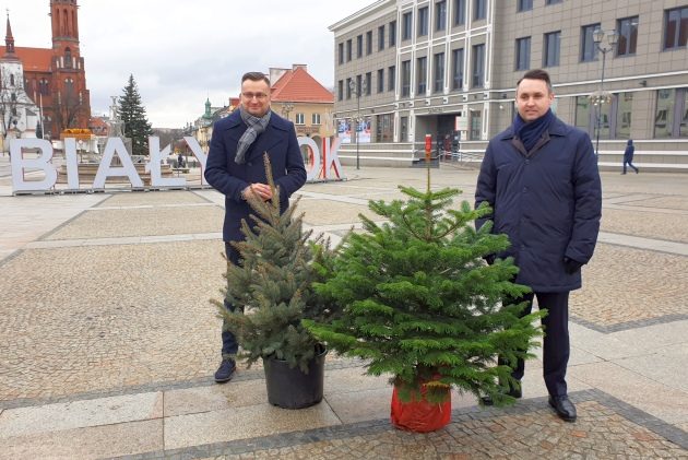 Prawdziwa w zamian za sztuczną. Miasto będzie rozdawać choinki dla białostoczan