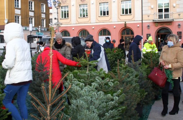 Białostoczanie wymienili sztuczne choinki na żywe [ZDJĘCIA]