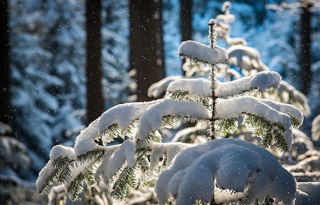 Pogoda na święta. Będzie mroźnie i słonecznie