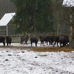 Trwa zimowa akcja dokarmiania żubrów