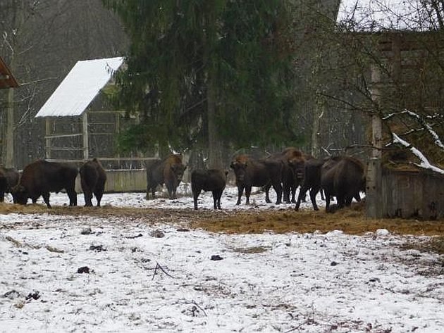 Trwa zimowa akcja dokarmiania żubrów