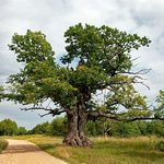 Dąb Dunin – Strażnik Puszczy z Przybudek ma szansę zostać Europejskim Drzewem Roku