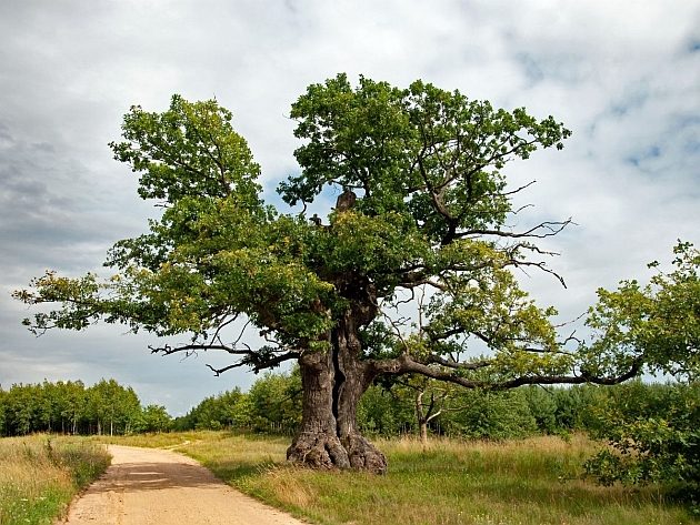 Dąb Dunin – Strażnik Puszczy z Przybudek ma szansę zostać Europejskim Drzewem Roku