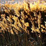 Mgły, ulotność, niedopowiedzenia - jakie są fotografie Jerzego Fedorowicza?