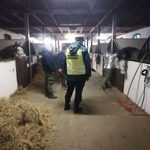 Rosyjski przewoźnik wiózł konie łamiąc szereg przepisów