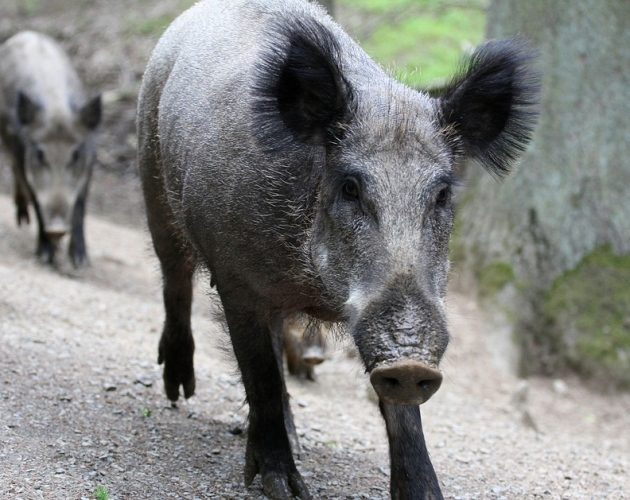 Kto odłowi dziki w Białymstoku? Miasto szuka myśliwych