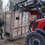 Białowieskie żubry pojechały do Serbii