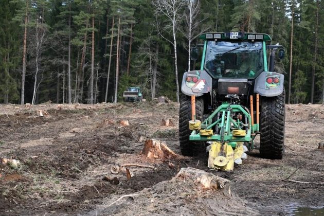 Leśnicy wyhodowali 55 mln drzewek. Białostockie Dojlidy zyskają 150 ha lasu