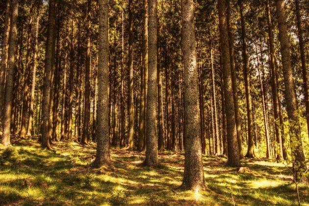 "100 drzew na 100-lecie Niepodległości Choroszczy" – gmina zaprasza na wspólne sadzenie