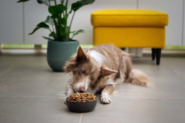 Dlaczego warto karmić psa dobrą karmą?