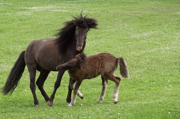 Podlaskie Parki Narodowe zapraszają na piknik. Będzie sporo atrakcji dla wszystkich