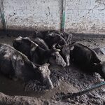 Maltretowane krowy trafiły do gospodarstwa rolnego pod Białymstokiem