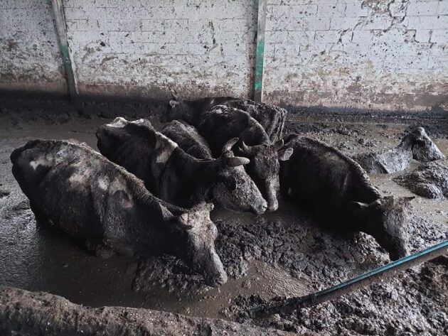 Maltretowane krowy trafiły do gospodarstwa rolnego pod Białymstokiem