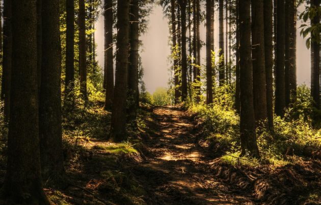 Powstanie kilkadziesiąt mikrorezererwatów i wiecznych lasów