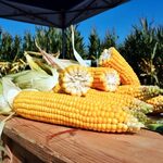 Przed nami Krajowy Dzień Kukurydzy w Szepietowie