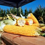 Przed nami Krajowy Dzień Kukurydzy w Szepietowie