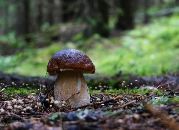 Bezpieczne grzybobranie - o jakich zasadach trzeba pamiętać?