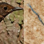 Naukowcy UwB przebadali ptaki. Wszystkie miały mikroplastik w przewodach pokarmowych