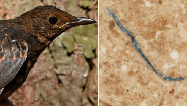Naukowcy UwB przebadali ptaki. Wszystkie miały mikroplastik w przewodach pokarmowych