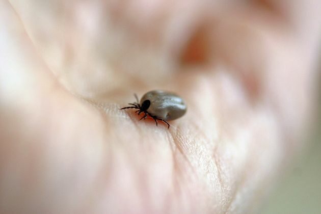 UMB szuka pacjentów do badań związanych ze szczepionką na boreliozę