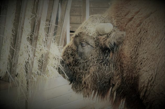 Nie żyje żubr z białostockiego ZOO nazywany Niuniusiem 