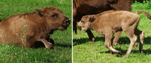 Powojka i Powieża - internauci wybrali imiona dla żubrzyc