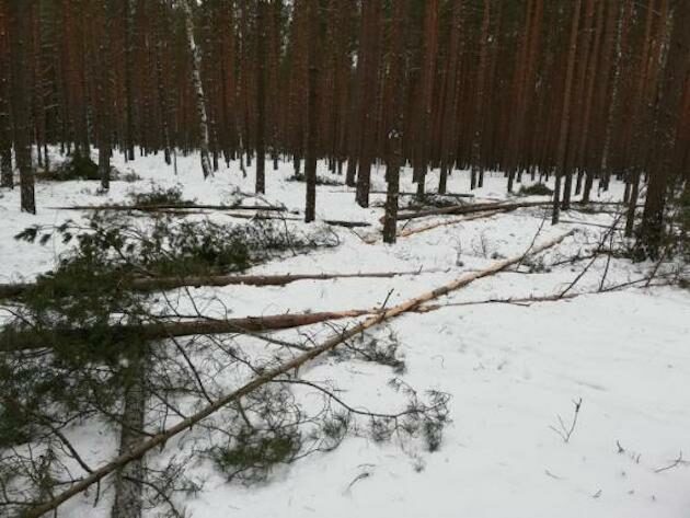 Leśnicy przygotowują drzewa zgryzowe. Po co to robią?