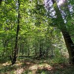 "W Puszczy u Króla". Można zapisywać się na spacer po Puszczy Knyszyńskiej