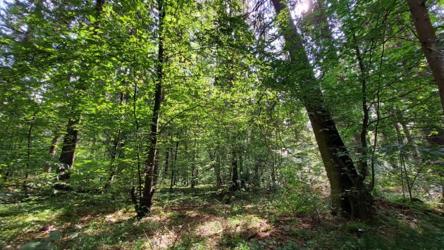 "W Puszczy u Króla". Można zapisywać się na spacer po Puszczy Knyszyńskiej