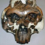 Uniwersyteckie Centrum Przyrodnicze UwB ma nowe eksponaty, w tym repliki czaszek hominidów