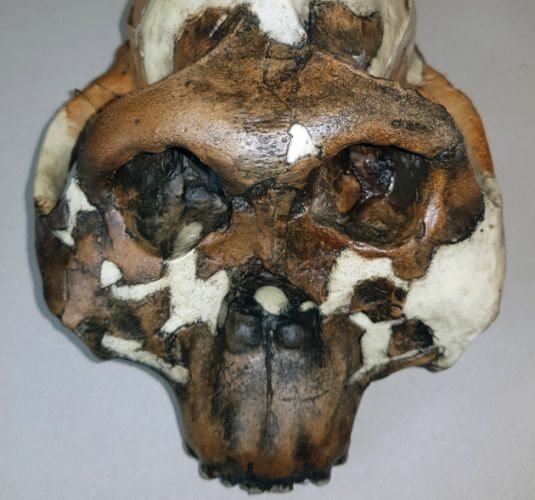Uniwersyteckie Centrum Przyrodnicze UwB ma nowe eksponaty, w tym repliki czaszek hominidów