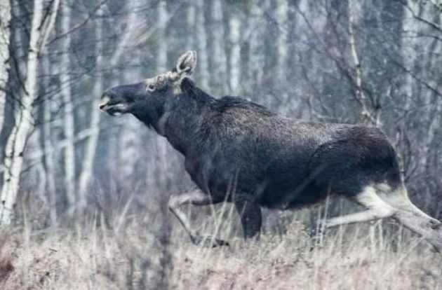 Biebrzański Park Narodowy szuka wolontariuszy do inwentaryzacji zwierząt