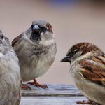 Park Krajobrazowy Puszczy Knyszyńskiej w Supraślu organizuje ptakoliczenie