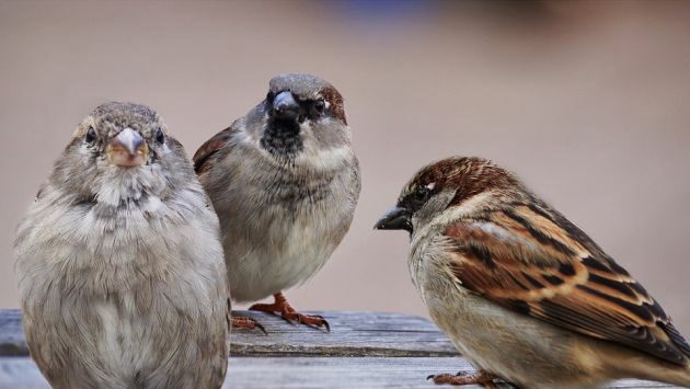 Park Krajobrazowy Puszczy Knyszyńskiej w Supraślu organizuje ptakoliczenie